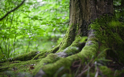 Restorasi Ekosistem Semenanjung Kampar, Komitmen Perusahaan Sukanto Tanoto untuk Hutan Berkelanjutan